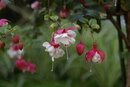 Pentax *ist D - Flowers
