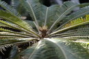 Pentax *ist D - Leaves