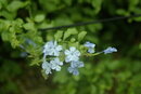 Pentax *ist D - Flowers