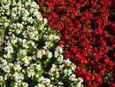 Flowers - Converted From Raw | 1/250 sec | f/7.1 | 55.0 mm | ISO 100