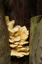 The lens is also a good choice for larger groups of fungi, ISO200, 1/8, f/16, 210mm (35mm equiv: 315mm)