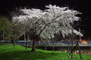 Blossom At Night | 1/30 sec | f/3.5 | 26.0 mm | ISO 6400
