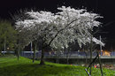 Blossom At Night - Raw To JPEG (ACR9.9) | 1/30 sec | f/3.5 | 26.0 mm | ISO 6400