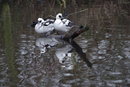 Nature Smew 55-300mm | 1/320 sec | f/5.8 | 300.0 mm | ISO 1600