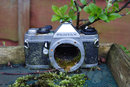 Vivitar Auto Macro 55mm f/2.8 - Project Decay Month 83