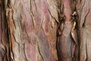 Vivitar Auto Macro 55mm f/2.8 - Texture In Peeling Tree Bark