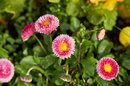 Closest focus with this lens is 1.2 metres | 1/500 sec | f/4.0 | 200.0 mm | ISO 100