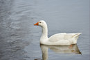 Focusing can be a little bit hit or miss, so extra care may need to be taken to ensure focus is accurate, especially at fast apertures | 1/1600 sec | f/2.8 | 200.0 mm | ISO 100