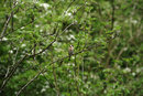 Goldfinch Bokeh Test | 1/1250 sec | f/5.6 | 200.0 mm | ISO 800
