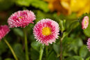 Closest focus with this lens is 1.1 metres | 1/500 sec | f/5.6 | 450.0 mm | ISO 100