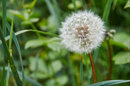 Closest focus with this lens is 35cm | 1/125 sec | f/5.6 | 85.0 mm | ISO 200