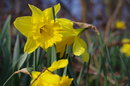 Daffodil (Closest focus) | 1/250 sec | f/5.6 | 40.0 mm | ISO 100