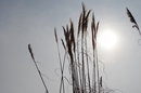 Shooting Into The Sun | 1/4000 sec | f/13.0 | 40.0 mm | ISO 400