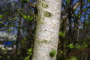 Fly On Tree | 1/400 sec | f/7.1 | 70.0 mm | ISO 100