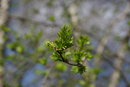 Leaves | 1/320 sec | f/6.3 | 70.0 mm | ISO 100
