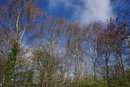 Trees JPEG | 1/250 sec | f/7.1 | 24.0 mm | ISO 100