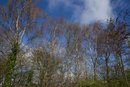 Trees Raw To Jpeg | 1/250 sec | f/7.1 | 24.0 mm | ISO 100
