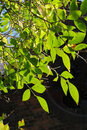 Pentax K-3 With 50mm F1.4 - California Privet | 1/80 sec | f/11 | ISO 400 | 50mm