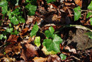 Pentax K-3 With 50mm F1.4 - Common Ivy | 1/160 sec | f/8 | ISO 400 | 50mm