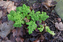 Pentax K-3 With 50mm F1.4 - Cow Parsley | 1/25 sec | f/8 | ISO 400 | 50mm