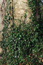 Pentax K-3 With 50mm F1.4 - Ivy | 1/60 sec | f/11 | ISO 400 | 50mm