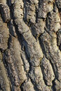 Pentax K-3 With 50mm F1.4 - Texture In Tree Bark | 1/200 sec | f/8 | ISO 400 | 50mm