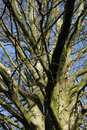 Pentax K-3 With 50mm F1.4 - Winter Branches | 1/100 sec | f/11 | ISO 400 | 50mm
