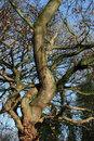 Pentax K-3 With 50mm F1.4 - Winter Trees 2 | 1/400 sec | f/8 | ISO 400 | 50mm