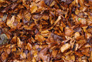 Pentax K-3 II With 50mm F1.4 - Autumn Leaves | 1/30 sec | f/5.6 | ISO 1600 | 50mm