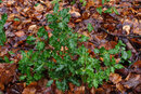 Pentax K-3 II With 50mm F1.4 - Common Holly | 1/30 sec | f/8 | ISO 1600 | 50mm
