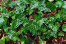 Pentax K-3 II With 50mm F1.4 - Common Ivy | 1/20 sec | f/8 | ISO 1600 | 50mm
