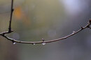 Pentax K-3 II With 50mm F1.4 - Rain Drops | 1/1250 sec | f/1.4 | ISO 1600 | 50mm
