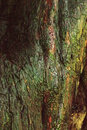 Pentax K-3 II With 50mm F1.4 - Texture In Tree Bark ISO 51200 | 1/80 sec | f/6.3 | ISO 51200 | 50mm
