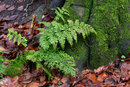Pentax K-3 III With 50mm F1.4 - Fern And Moss | 1/40 sec | f/6.3 | ISO 800 | 50mm