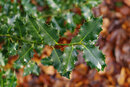 Pentax K-3 III With 50mm F1.4 - Holly | 1/160 sec | f/2.8 | ISO 400 | 50mm