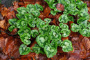 Pentax K-3 III With 50mm F1.4 - Ivy Leaved Cyclamen | 1/25 sec | f/8 | ISO 800 | 50mm