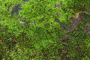 Pentax K-3 III With 50mm F1.4 - Moss | 1/30 sec | f/8 | ISO 400 | 50mm