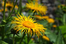 Close Up Flower | 1/1000 sec | f/8.0 | 55.0 mm | ISO 200