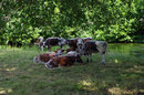 Wildlife - Cows In The Shade | 1/60 sec | f/8.0 | 55.0 mm | ISO 200