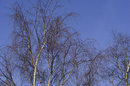 Trees (raw To JPEG) | 1/400 sec | f/5.6 | 70.0 mm | ISO 100