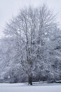 Winter Beech