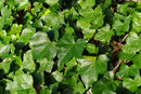 Pentax KP With 50mm F1.4 - Common Ivy | 1/80 sec | f/8 | ISO 400 | 50mm