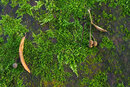 Pentax KP With 50mm F1.4 - Delicate Fern Moss | 1/25 sec | f/8 | ISO 400 | 50mm
