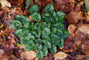 Pentax KP With 50mm F1.4 - Ivy Leaved Cyclamen | 1/20 sec | f/8 | ISO 400 | 50mm