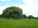 Pentax Optio E90 - Landscape