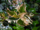 Pentax Optio E90 - Close Up