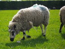 Pentax Optio E90 - Sheep