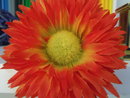 Macro | 1/10 sec | f/3.9 | 5.1 mm | ISO 64