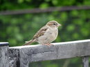 Pentax Optio X90 - Telephoto