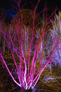 Pentax K-1 with SMC Pentax-FA 24-90mm f/3.5-4.5 - Dogwood Lit Up